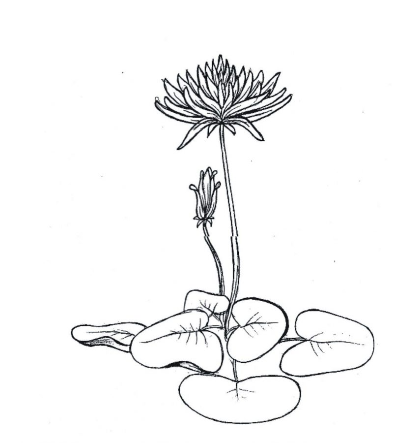 Detail Cara Menggambar Bunga Teratai Dengan Pensil Nomer 27