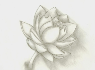 Detail Cara Menggambar Bunga Teratai Dengan Pensil Nomer 40