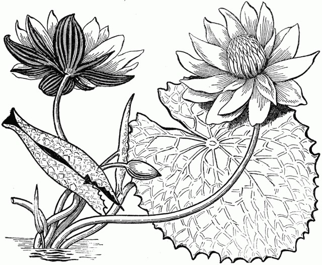 Detail Cara Menggambar Bunga Teratai Yang Mudah Nomer 26