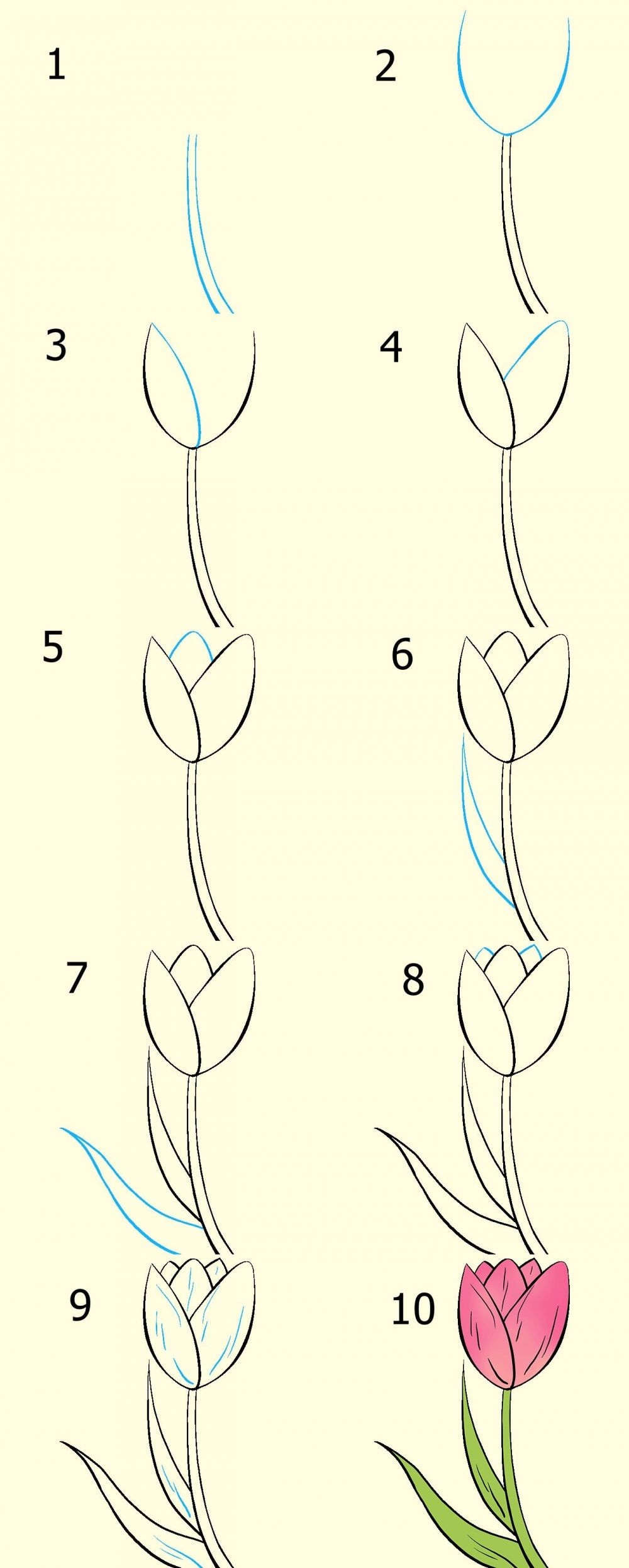 Detail Cara Menggambar Bunga Tulip Dengan Nomer 13