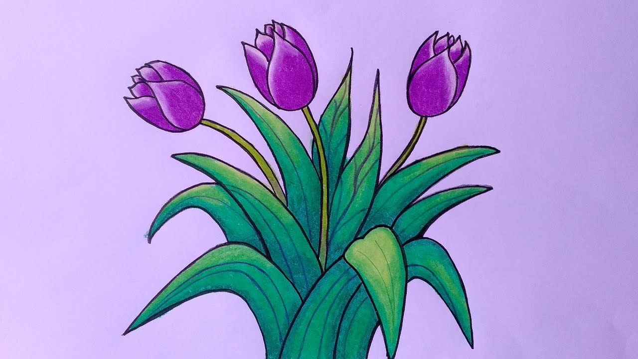 Cara Menggambar Bunga Tulip Dengan Pensil - KibrisPDR