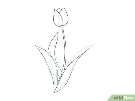 Detail Cara Menggambar Bunga Tulip Dengan Pensil Nomer 11