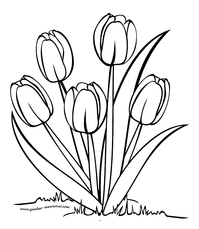 Detail Cara Menggambar Bunga Tulip Dengan Pensil Nomer 18