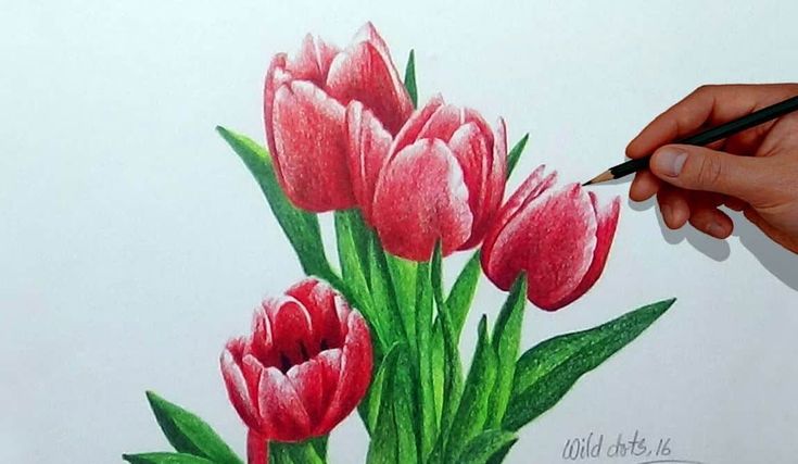 Detail Cara Menggambar Bunga Tulip Dengan Pensil Nomer 45