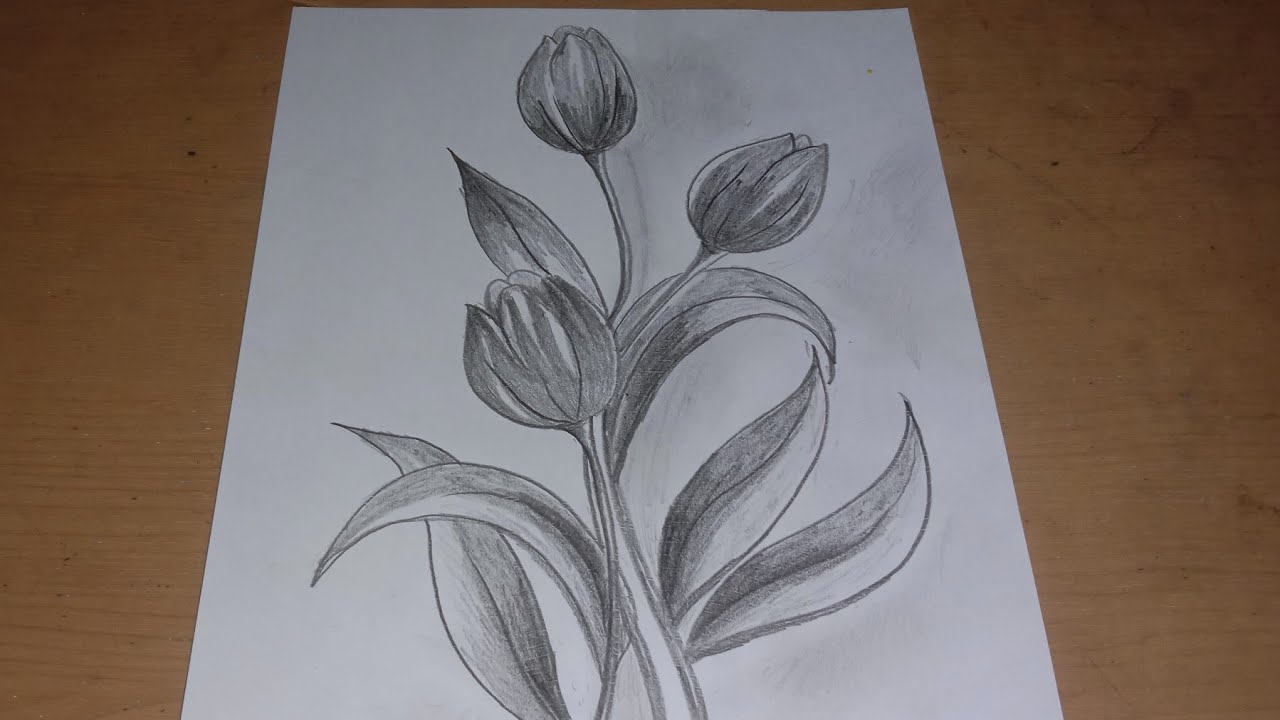 Cara Menggambar Bunga Tulip Menggunakan Pensil - KibrisPDR