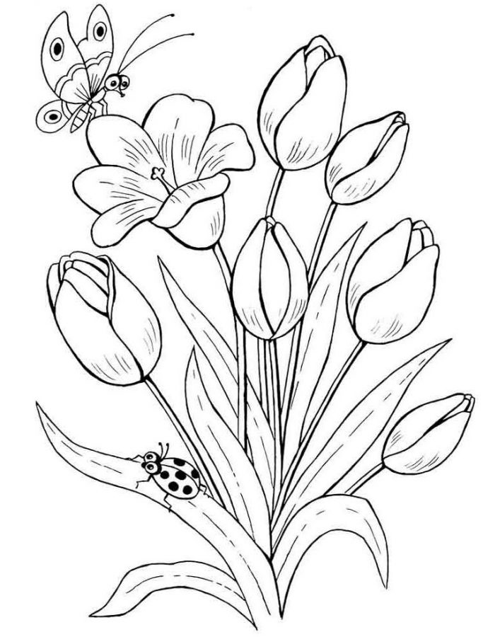 Detail Cara Menggambar Bunga Tulip Menggunakan Pensil Nomer 11
