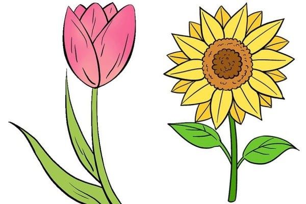 Detail Cara Menggambar Bunga Tulip Yang Mudah Nomer 28