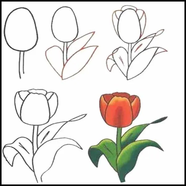 Detail Cara Menggambar Bunga Tulip Yang Mudah Nomer 10