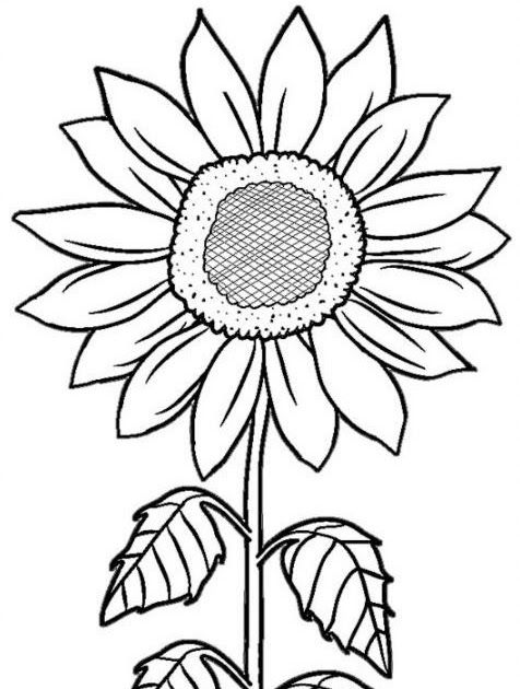 Detail Cara Menggambar Bunga Yang Mudah Digambar Nomer 49