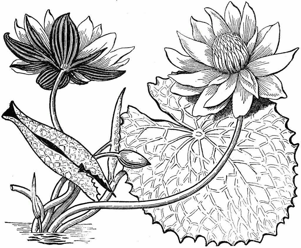 Detail Cara Menggambar Bunga Yang Mudah Tapi Bagus Nomer 50