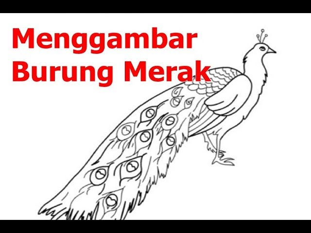 Detail Cara Menggambar Burung Merak Nomer 31