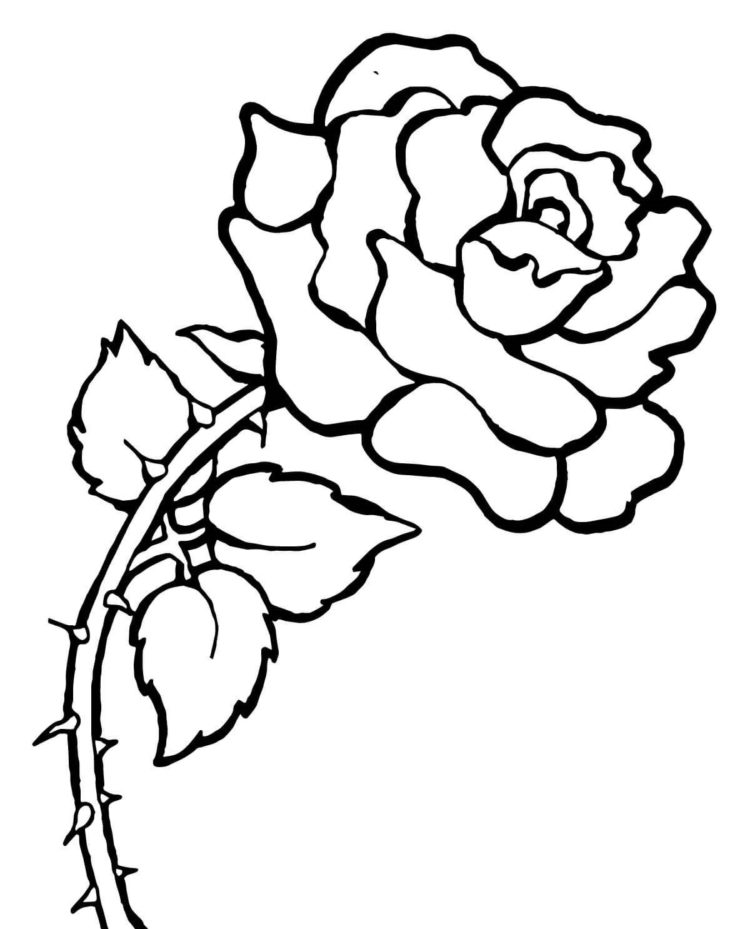 Detail Cara Menggambar Daun Bunga Mawar Nomer 53