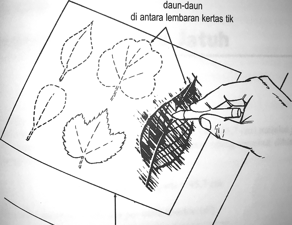 Detail Cara Menggambar Daun Mangga Nomer 22