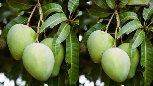 Detail Cara Menggambar Daun Mangga Nomer 50