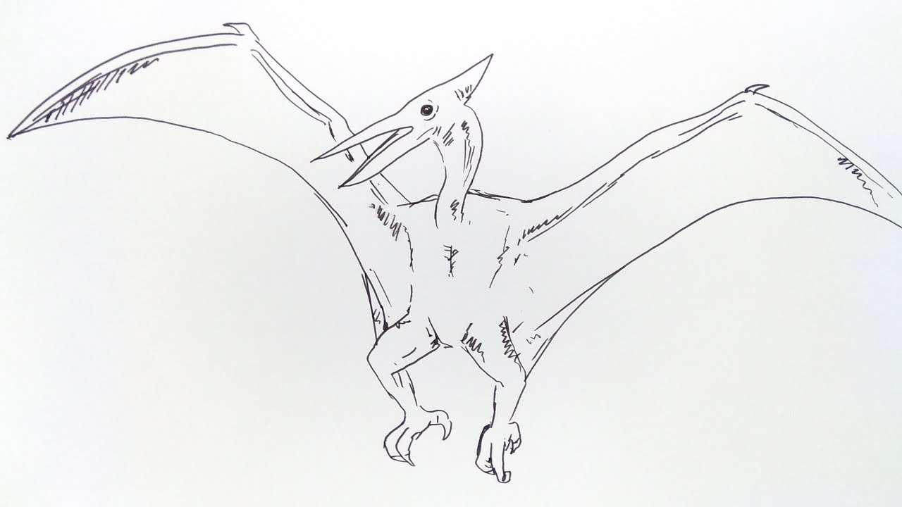 Cara Menggambar Dinosaurus Terbang - KibrisPDR