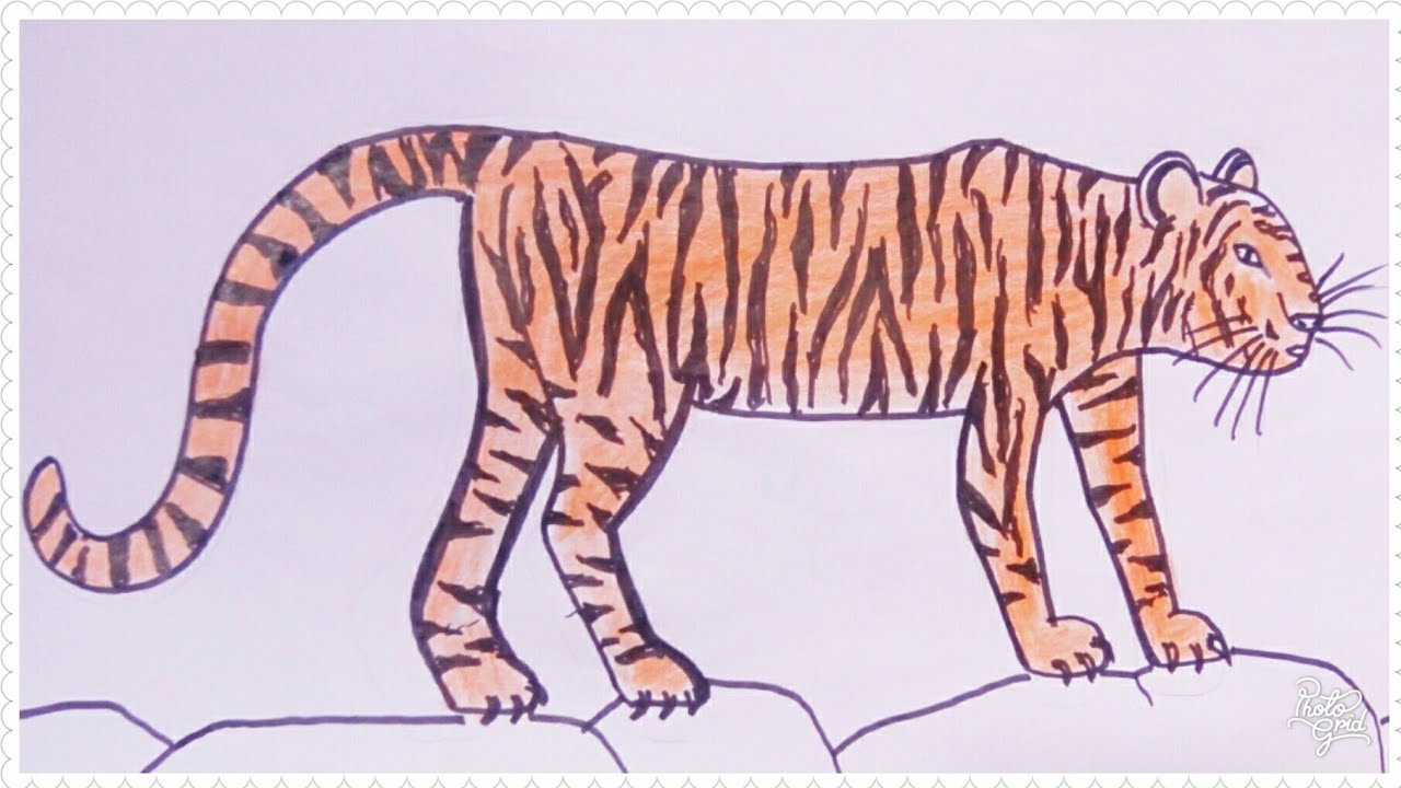 Detail Cara Menggambar Harimau Nomer 2