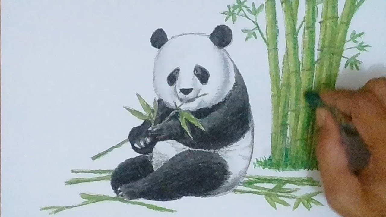 Detail Cara Menggambar Hewan Panda Nomer 2