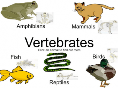 Detail Cara Menggambar Hewan Vertebrata Nomer 13