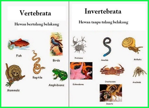 Detail Cara Menggambar Hewan Vertebrata Nomer 14