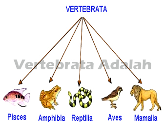 Detail Cara Menggambar Hewan Vertebrata Nomer 17