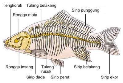 Detail Cara Menggambar Hewan Vertebrata Nomer 26