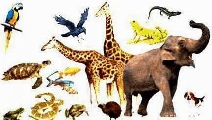 Detail Cara Menggambar Hewan Vertebrata Nomer 33