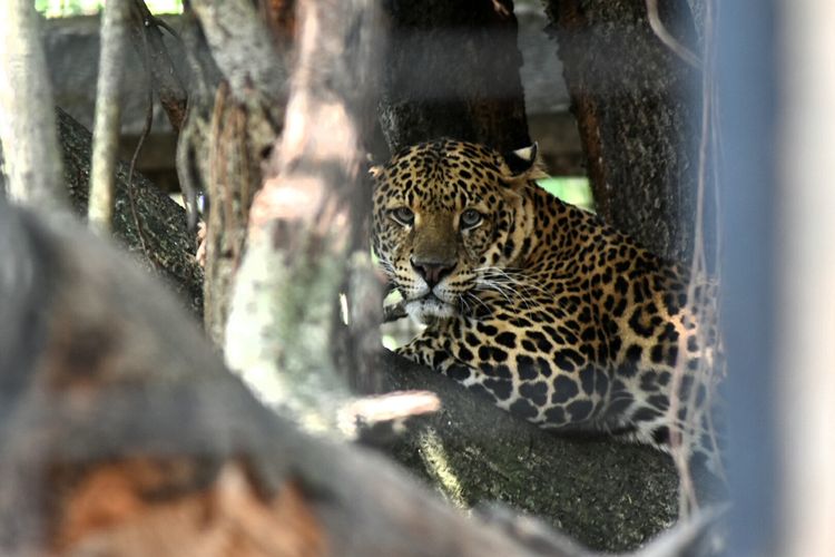 Detail Cara Menggambar Hewan Vertebrata Nomer 45