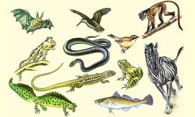 Detail Cara Menggambar Hewan Vertebrata Nomer 52