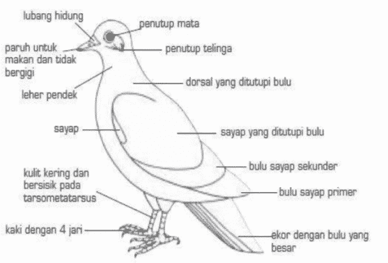 Detail Cara Menggambar Hewan Vertebrata Nomer 9