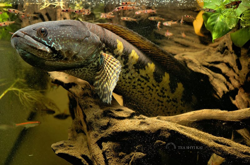 Detail Cara Menggambar Ikan Di Akuarium Nomer 45