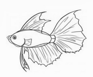 Detail Cara Menggambar Ikan Hias Nomer 21