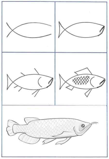 Detail Cara Menggambar Ikan Hias Di Akuarium Nomer 41