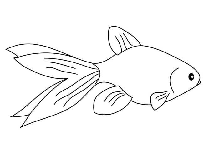 Detail Cara Menggambar Ikan Koki Nomer 16