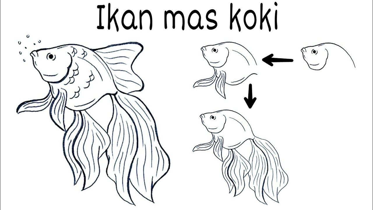 Detail Cara Menggambar Ikan Koki Nomer 10