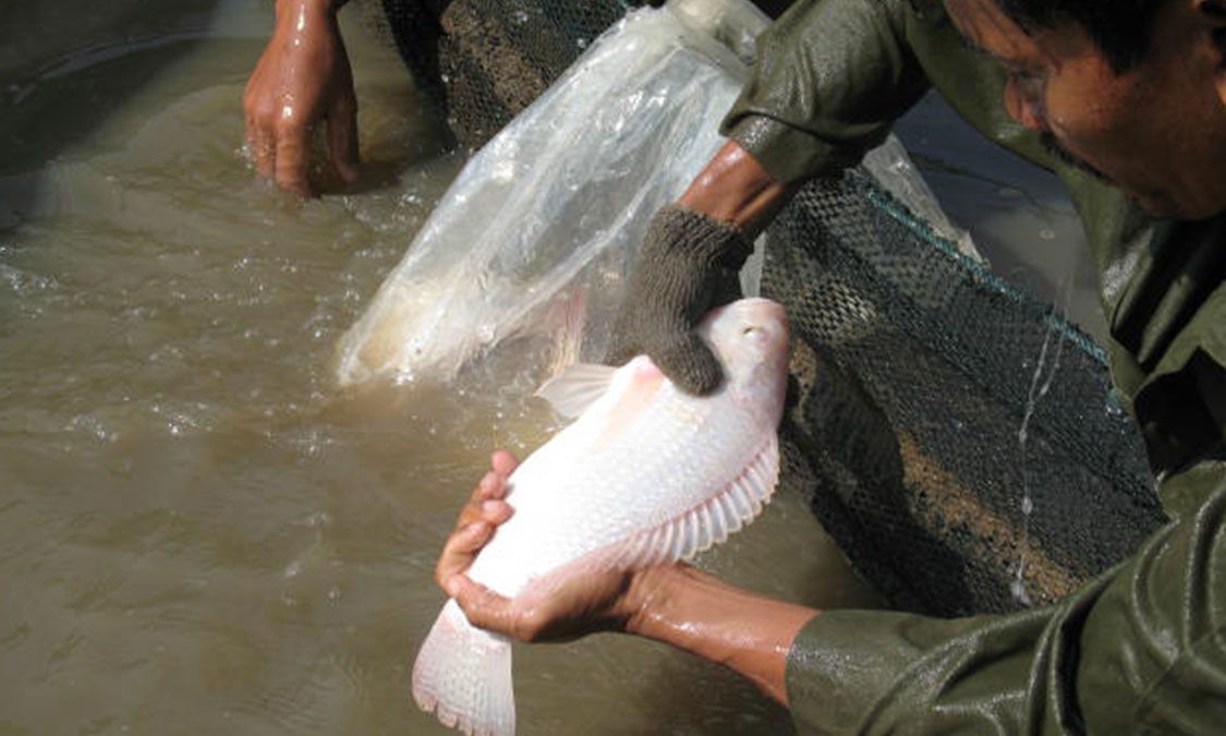 Detail Cara Menggambar Ikan Nila Nomer 29