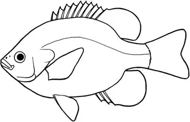 Detail Cara Menggambar Ikan Nila Nomer 5