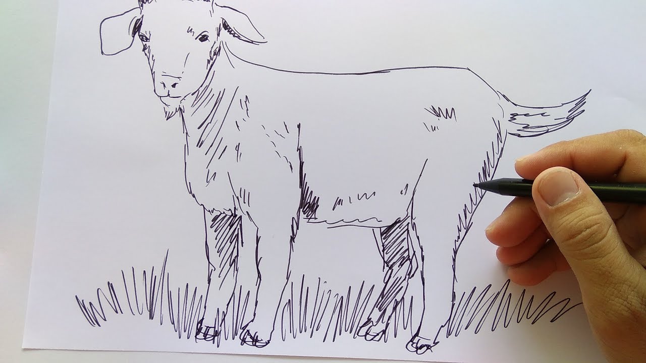 Detail Cara Menggambar Kambing Dengan Mudah Nomer 3