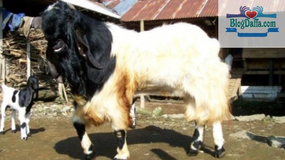 Detail Cara Menggambar Kambing Dengan Mudah Nomer 47