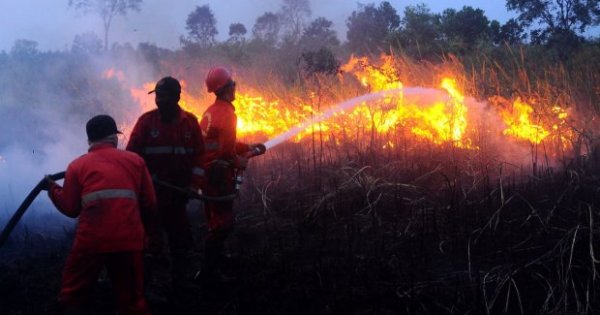 Detail Cara Menggambar Kebakaran Hutan Nomer 40