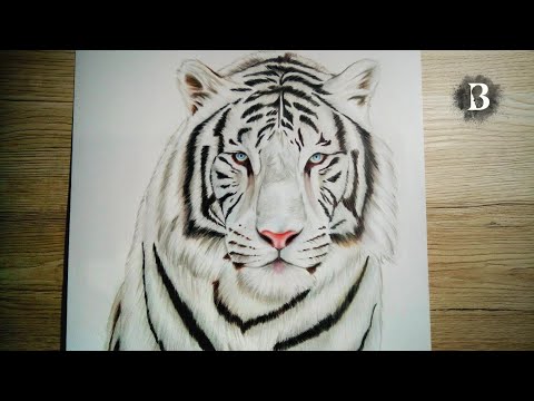 Detail Cara Menggambar Kepala Harimau Nomer 13