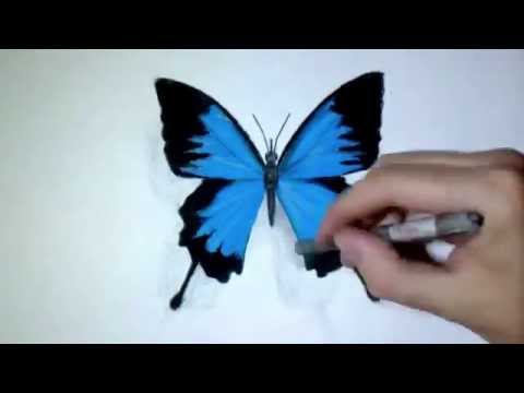 Detail Cara Menggambar Kupu Kupu 3d Nomer 11