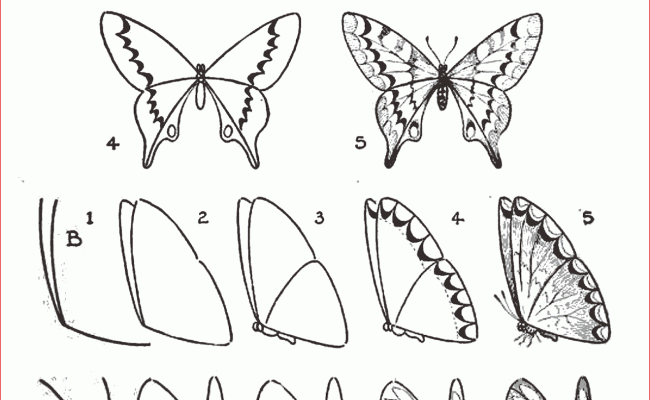 Cara Menggambar Kupu Kupu Langkah Demi Langkah - KibrisPDR