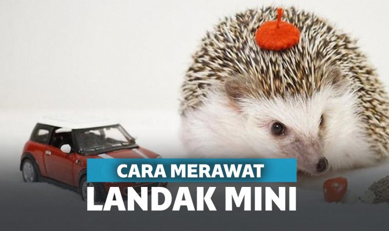 Detail Cara Menggambar Landak Nomer 36