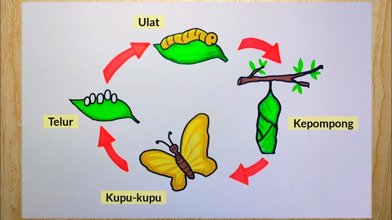 Detail Cara Menggambar Metamorfosis Kupu Kupu Nomer 2