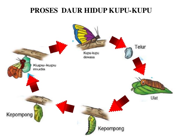 Detail Cara Menggambar Metamorfosis Kupu Kupu Nomer 19