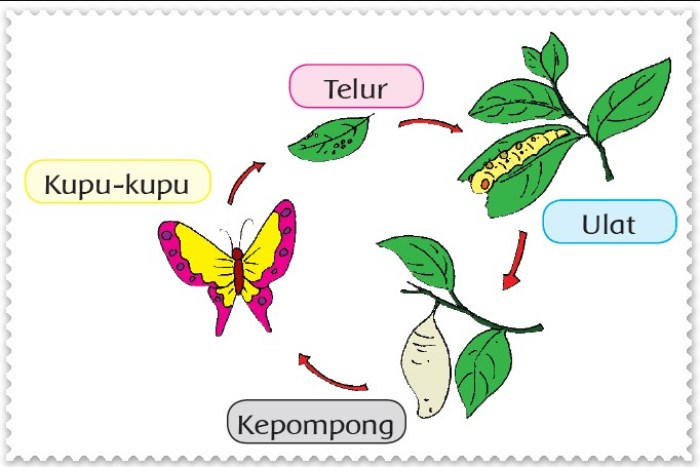 Detail Cara Menggambar Metamorfosis Kupu Kupu Nomer 29