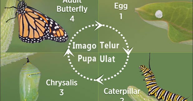 Detail Cara Menggambar Metamorfosis Kupu Kupu Nomer 30