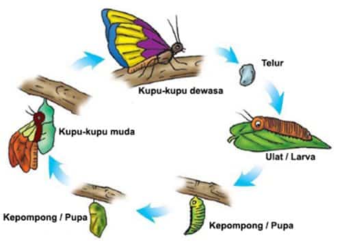 Detail Cara Menggambar Metamorfosis Kupu Kupu Nomer 5