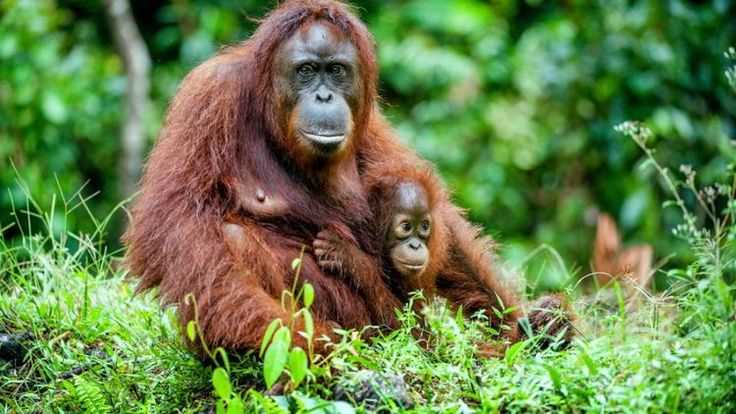 Detail Cara Menggambar Orang Utan Nomer 16