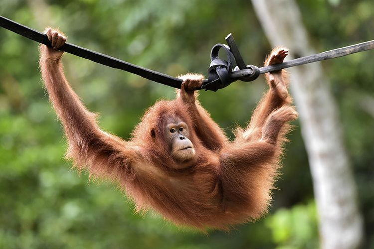 Detail Cara Menggambar Orang Utan Nomer 18